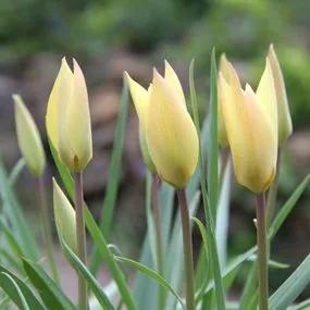 Honky Tonk Tulip (Tulipa Honky Tonk) Img 3